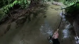 Fly fishing a 6lb wild brown trout under a canopy of barberry branches in a tiny spring creek