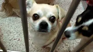 Doggies Adoptable in Tucson at Pima Animal Care Center -Dobby-Bandit -