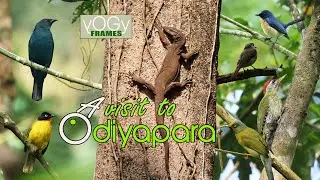#Odiyapara #yogyframes
