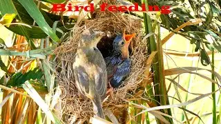 Bird Feeding for Healthy Their Chicks in Safety Nest 0009