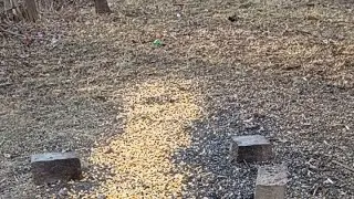 Cam 2- Overview - Squirrels for you is live! - 01-09-2026