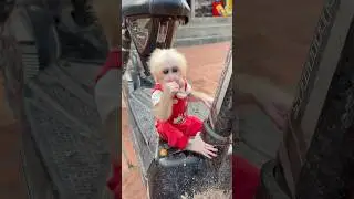 Funny Monkey Cute Reactions 🤭🐒
