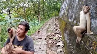 Ciko anak monyet lucu semakin besar