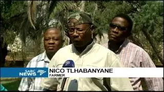 Two Southern African pythons found in Setlagole, North West