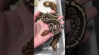 Ball Python Genetics Projects - RedHead SpotNose YellowBelly pos het Clown