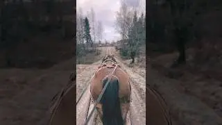 Fast wie Sommeranfang... #farmlife #ardenner #drafthorse #brennholz