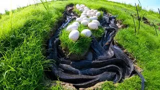 awesome Fishing, Unique Fishing, Hand Fishing, catching fish & picking duck eggs
