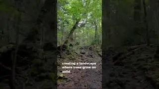 The Forest That Grew on Lava at Mount Fuji