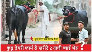 कुंडू डेयरी फार्म से खरीदें 2 ताजी ब्याई भैंस || KUNDU DAIRY FARM KAILRAM, KAITHAL