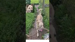 Husky with Odd eyes 😯😯 #dog #love #huskylovers #huskies #dogeyes #trendingshorts #funnydogvideos