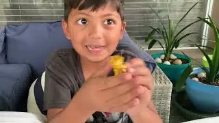 Smashers Dino Island and Mini Blind Balls