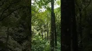 THICK FOREST SOUND - FOREST AT AWOTSAKILI