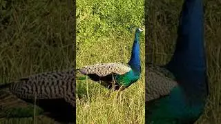 #peacock #wilderness #naagarahole_forest #mysuru #kodagu #karnataka #india @naanatmys