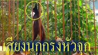 เสียงเรียก!! เสียงนกกรงหัวจุก ยั่วให้นกคึก เสียงนกกรงหัวจุก