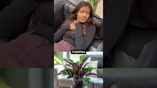 What if humans acted like plants😜