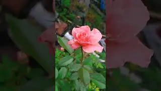 DAb fertilizer result rose 🌹 #garden #rose #lifeisbutadream #cleaningmyhouse #haveitoldyoulatelyth