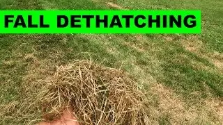 How to dethatch your lawn with a power rake