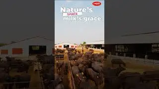 Lakshya Dairy Farm Bohatwala
