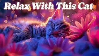 🔴🐾 Live Cat Cam with Relaxing Music | 24/7 Chill Stream
