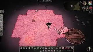DST Cherried Charlie 30 - My Dayliling Died & I Failed To Raise Her Back Up