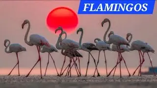Flamingos &ndash; Nature ki Pink Beauty 🦩✨ #WildlifeMagic