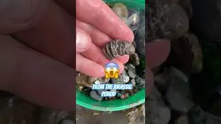 Professional Fossil Hunter Sieves Up A Heartbreaker💔! #ammonites#fossilhunting#sievingmachine