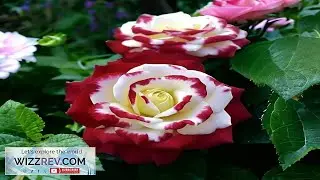 Non GMO 20pcs Rare Twin Roses Seeds Heirloom Variety with Stunning Sunset