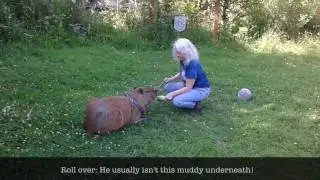 Capybara Training: The Trickster