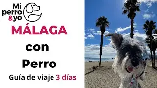 Qu&eacute; hacer en M&Aacute;LAGA con perro - Escapada de 3 D&Iacute;AS #viajarconperro #m&aacute;laga