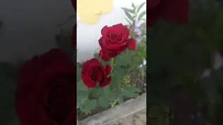 Nalla life partner kedacha miss Pani dathinga 25 January 2025