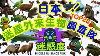 【チビティラノの日本迷惑外来生物調査隊！！】