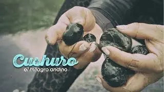 CUSHURO 