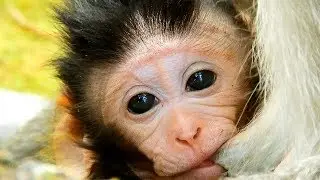 So beautiful baby monkey Julina, Adorable cute baby monkey Julina