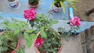 How Soil Quality Changes Plant Personality