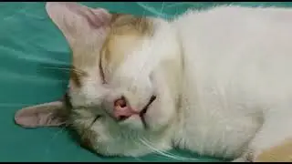 cat in deep sleep dreaming of food
