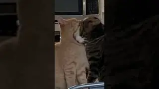 Ginger Tabby Cats