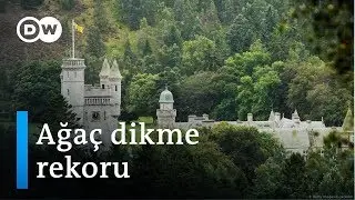 İskoçya geçen yıl 22 milyon ağaç dikti - DW Türkçe