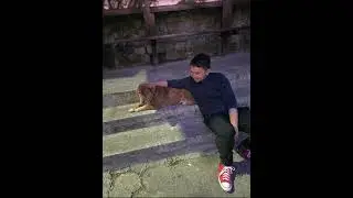 Meet our community dog copper #dog #communitydog
