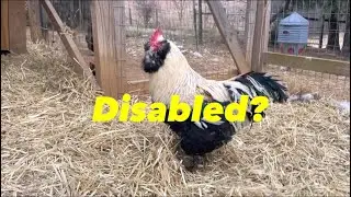 Что происходит, когда снимаешь шпоры с петуха?