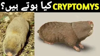 CRYPTOMYS KYA HOTE HAIN?