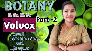 Botany || Volvox | classification|  sexual reproduction and Life cycle   by poonam ma'am