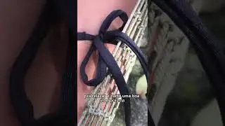 O famoso coqueiro da ilha grande