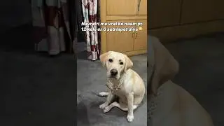 Navratri special❤️ || Labra Coco || #shorts #funny #labrador #dogshorts #pets #cute #viralshort #dog