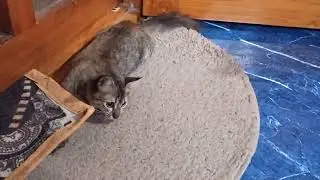 Cute cat playing time 😍😍😍#cat#catvideos #funnycat#petslover#catplaying  