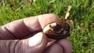 Cowdray Oak - Quercus robur - Eikartr&eacute; - Ak&ouml;rn - Sk&oacute;gartr&eacute; - Linda og Einar
