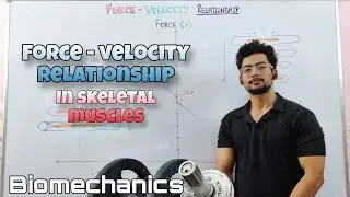 Force-Velocity Relationship in Skeletal Muscles | Biomechanics