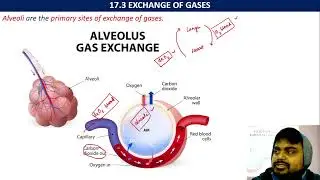 L5. Exchange of Gases Alveoli to Blood Capillaries and Blood Capillaries to Tissues
