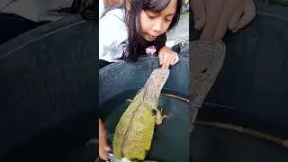 REYKA MEMANDIKAN IGUANA...