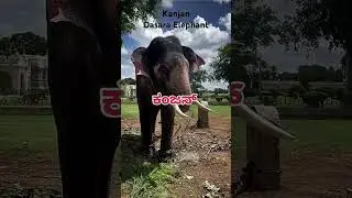 Upcoming 2025 Mysore Dasara Elephant List.🥰😎 Follow my Channel 😎