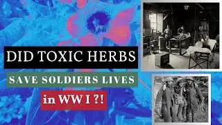 How Toxic Plants Saved Lives: The Amazing Story of Healing Herbs in WWI